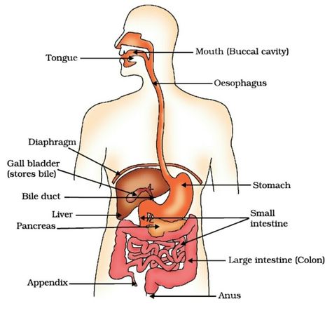 a Draw a labelled diagram of the human digestive system. With the help of this diagram, describe the process of digestion of Food in man humans. b Describe one way in which the small intestine is adapted for the absorption of digested food. c What is the special name of the contraction and expansion movement which pushes the food further in our digestive tract or alimentary canal? Bio Diagrams, Stomach Diagram, Digestive System For Kids, Digestive System Diagram, Digestive System Anatomy, Human Respiratory System, Biology Diagrams, Digestive System Function, Notes Life