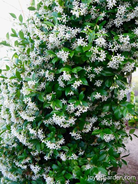 Star Jasmine is popular! We answer your questions about Star Jasmine, questions about Confederate Jasmine, & questions about trachelospermum jasminoides including star jasmine flowering, star jasmine flowers, star jasmine growth rate, star jasmine in pots, star jasmine in winter, star jasmine trellis, & training star jasmine. Get answers to confederate jasmine problems, star jasmine problems,& trachelospermum jasminoides problems, whether you grow a star jasmine shrub or star jasmine vine. Star Of Jasmine Trellis, Growing Jasmine Outdoors, Jasmine On Trellis, Jasmine Plant Climbing, Climbing Jasmine Trellis, Jasmine In Pots, Jasmine Hedge, Star Jasmine Flower, Star Jasmine Trellis