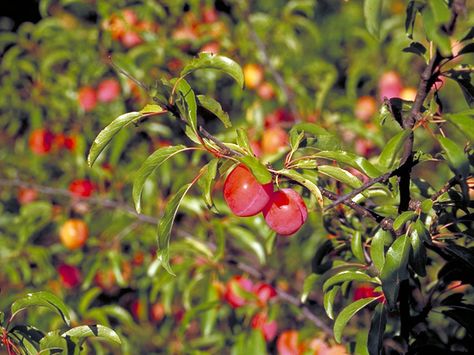 Prunus angustifolia (Chickasaw plum) #18080 Chickasaw Plum, Silky Dogwood, Fairy Fruit, Wild Plum Tree, Tennessee Mountains, Grapevine Growing, Goblin Market, Plum Trees, Nut Trees