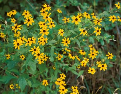 Brown-Eyed Susan Brown Eyed Susan, Free To Use Images, Vascular Plant, Native Garden, Wild Plants, Black Eyed Susan, Black Eyed, One Inch, Eye Black