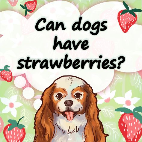 🍓It's strawberry season! Curious if you can share your strawberry patch harvest with your pups? 

Absolutely! 

💗 Strawberries are sweet and dogs can taste their sweetness. Since most of the food they eat is not sweet, a change in taste can be enjoyable for them. Strawberries also have some great health benefits! Did you know these berries contain malic acid, an enzyme that increases saliva production and improves dental health? Can Dogs Eat Strawberries, Strawberry Season, Great Health, Strawberry Patch, Healthy Treat, Can Dogs Eat, Dog Eating, Cat Owners, Healthy Treats