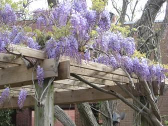 How to Plant, Grow and Care for Wisteria Vine. | HGTV North Florida Gardening, Bushes For Front Yard, Zen Plants, Garden Wisteria, American Wisteria, Wisteria Vines, Tennessee Mountains, Wisteria Pergola, Flowers For Garden