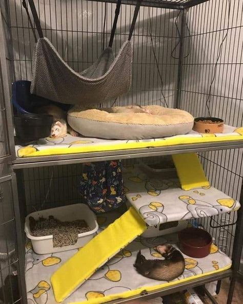 Ferret Cage Ideas, Ferret Supplies, Ferret Diy, Kandang Hamster, Ferret Accessories, Ferret Care, Ferret Nation Cage, Pet Rat Cages, Sugar Glider Pet