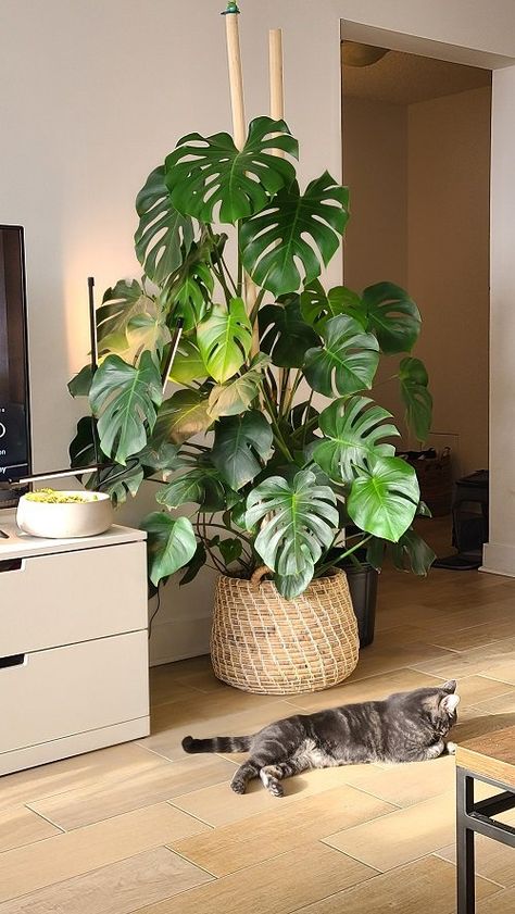 Monstera Growth Stages Explained | Balcony Garden Web Large House Plants Indoor, Large Monstera Plant, Cheese House, Living Room Plants Decor, Tall Indoor Plants, Tree Support, Colorful Apartment, Living Room Plants, Crassula Ovata