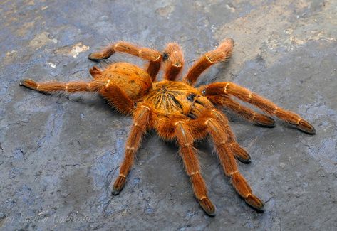 Poecilotheria Metallica, Spiders And Snakes, Orange Spider, Cool Bugs, Wild Kingdom, Colorful Places, Arachnids, Baboon, Bugs And Insects