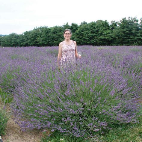 Lavandula x intermedia PHENOMENAL� ('Niko' PP24193) | Walters Gardens, Inc. Lavender Phenomenal, Phenomenal Lavender, High Country Gardens, Lavender Plants, English Lavender, Lavender Plant, Plant Spacing, Fragrant Flowers, Lavender Flowers