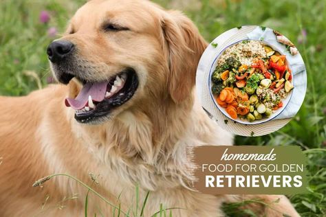 The Ultimate Golden Retriever Homemade Dog Food Guide - Canine Bible Homemade Dog Food Vet Approved, Diy Dog Food, Make Dog Food, Healthy Dog Food Recipes, Best Homemade Dog Food, Best Dog Food, Puppy Food, Golden Retriever Puppy, Retriever Puppy