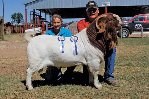 Senior and Grand Champion Boer Goat Ram Bore Goats, Goat Feeder, Goat Milking, Show Goats, Goat House, Goat Kidding, Longhorn Cattle, Boer Goats, Livestock Farming