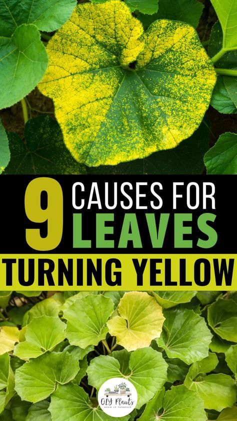 9 Causes for Leaves Turning Yellow Plant Diseases Identification Leaves, Why Are My Plants Turning Yellow, Yellow Leafs On Plant, Bugs Eating Plant Leaves, Yellow Plant Leaves, Yellowing Leaves On Plants, Plant Health Leaves, Plant Leaves Problems, Plant Problems Leaves