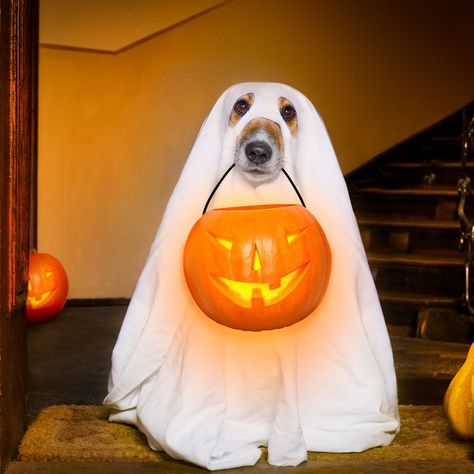 funny ghost jokes Ghost Jokes, Halloween Jokes, Greenfield Puppies, Hallowen Ideas, Clever Halloween Costumes, Scared Cat, Ghost Dog, Funny Ghost, Dog Halloween Costumes