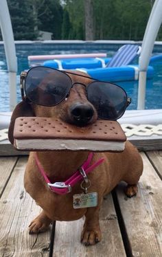 Dachshund Dog Funny, Funny Wiener Dogs, Dashund Dog Aesthetic, Cute Wiener Dogs, Cute Weenie Dogs, Weiner Dog Aesthetic, Cute Weiner Dogs, Weiner Dog Funny, Weener Dogs