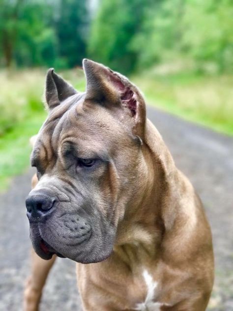 Gorgeous Cane Corso Formentino, Formentino Cane Corso, Brown Cane Corso, Chien Cane Corso, Big Dogs Breeds, Biggest Dog In The World, Cane Corsos, Cane Corso Mastiff, Biggest Dog