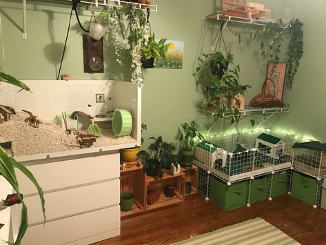 Small Animal Room Ideas, Small Pet Room Ideas, Hamster Room Ideas, Pet Room Aesthetic, Rat Room Ideas, Small Guinea Pig Cage Ideas, Animal Room Ideas, Rat Free Roam Area, Animal Room Ideas Pets