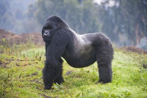 Did you know there are two species of gorillas−the Eastern gorilla (Gorilla beringei) and the Western gorilla (Gorilla gorilla). Each gorilla species is further subdivided into two subspecies. The Eastern Gorilla species consists of the Eastern low land gorilla (Gorilla beringei graueri) and the Mountain gorilla (Gorilla beringei beringei). The Western gorilla species consists of the Western Lowland Gorillas (Gorilla gorilla gorilla) and the Cross River Gorillas (Gorilla gorilla diehli). 
https://www.wildgorillasafaris.com/facts-about-gorilla-facts/how-many-species-breeds-of-gorillas-are-there/
https://www.primeugandasafaris.com/gorilla-trekking-uganda-gorilla-tours-safaris
https://virunganationalparkcongodrc.com/
https://rwandagorillatracking-safaris.com/ Silverback Gorilla Strength, Cross River Gorilla, Rwanda Gorilla Trek, Eastern Gorilla, Mountain Gorillas, Gorilla Trekking In Rwanda, Western Lowland Gorilla, Gorilla Trekking, Mountain Gorilla