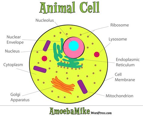 Cell-Animal Animal Cell Diagram, Animal Cell Drawing, Plant Cell Diagram, Animal Cell Project, Cell Diagram, Cell Parts, Cells Worksheet, Plant And Animal Cells, Cells Project