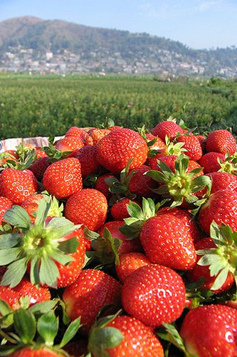 baguio city strawberry farm #travel #travelphotography #travelinspiration #philippines #wanderlust #YLP100BestOf Strawberry Farm Baguio, Philippines Fruits, Benguet Philippines, Philippines Baguio, Baguio City Philippines, Baguio Philippines, Philippines Vacation, Visit Philippines, Strawberry Farm