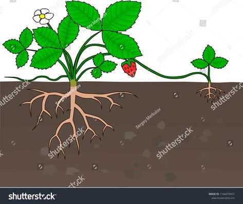 Asexual Reproduction In Plants, Reproduction In Plants, Asexual Reproduction, Strawberry Plant, Plant Propagation, Strawberry Plants, Propagating Plants, All About Plants, Strawberries