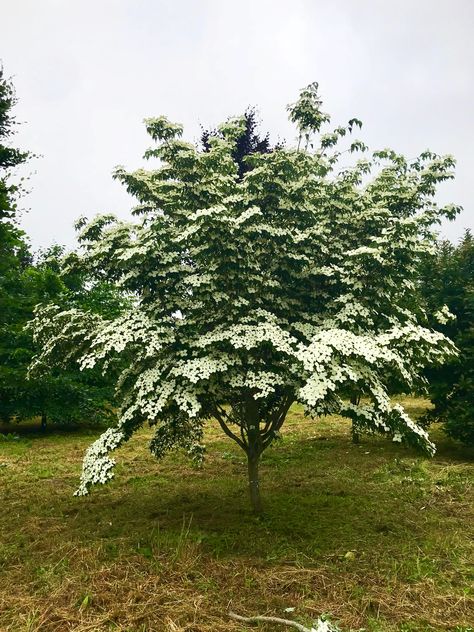 venus-dogwood-2 Venus Dogwood, Dogwood Tree Landscaping, Flowering Dogwood Tree, Rosemary Garden, Flowering Dogwood, Front Yard Plants, Dogwood Tree, Dogwood Trees, Ornamental Trees