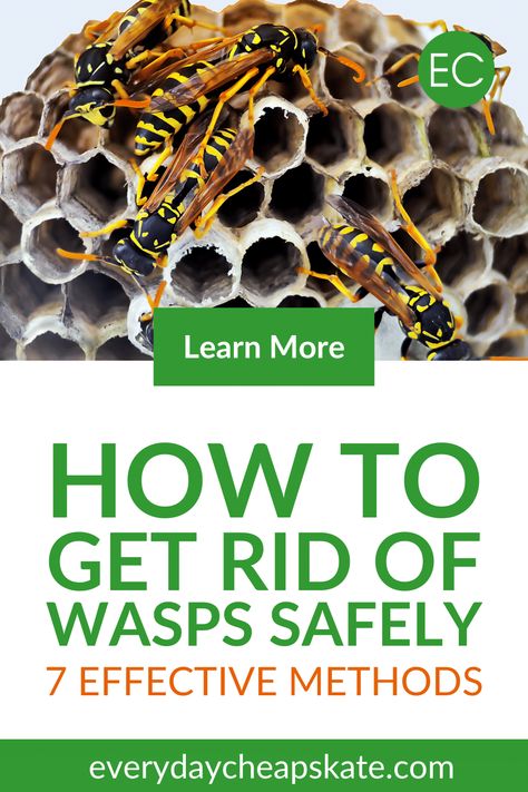 Wasp Prevention, Get Rid Of Wasps Outside, Paper Bag Wasp Deterrent, Repel Bees And Wasps, Wasp Trap Diy, Home Remedy For Wasp Sting, Wasp Deterrent, Wasp Nest Removal, Wasp Killer