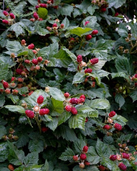 Poison Berries, Violet Garden, Veggie Patch, Forest Fairy, Edible Garden, Summer Picnic, Nature Aesthetic, Green Aesthetic, Farm Life