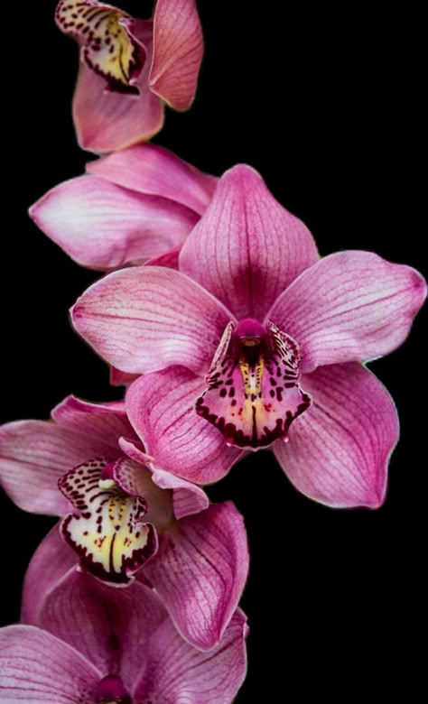 Flower White Background, Vogue Flowers, Bow Wallpaper Iphone, Orchid Wallpaper, Orchid Photography, Bow Wallpaper, Flower Icons, Nothing But Flowers, Flower Shower