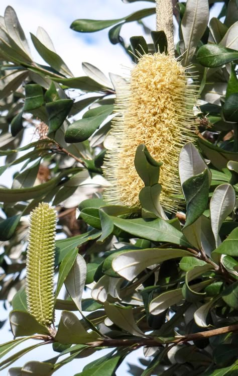 Banksia Integrifolia, Courtyard Plants, Australian Trees, Tree Growing, Australian Flowers, Australian Native Flowers, Street Trees, Flower Close Up, Australian Plants