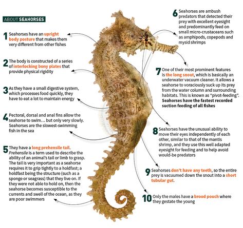 Biology Journal, Seahorse Facts, Biology Drawing, Animal Facts Interesting, Fish Chart, Horse Jokes, Horse Information, Tree Bark Texture, Horse Facts