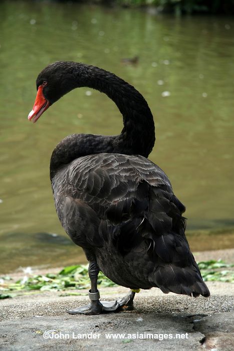 famous black swans - Google Search Black Swan Animal, Romeo I Julia, Swan Photography, Black Swans, Bird People, Mute Swan, Swans Art, Peacock Wall Art, Black Garden