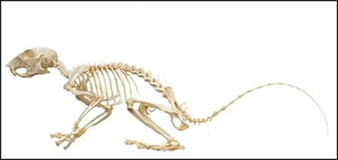 National Squirrel Awareness Month - Page 2 Squirrel Anatomy, Squirrel Skeleton, Dead Mouse, Eastern Gray Squirrel, Skeleton Anatomy, Fun Facts For Kids, Animal Reference, Vulture Culture, Animal Anatomy