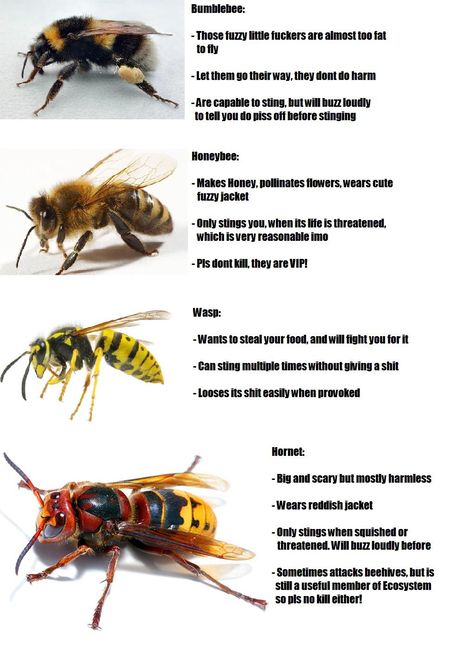 Bees Vs Wasps Funny, Bee Vs Wasp, Pixel Bee Art, Bee Identification, Different Types Of Bees, Carpenter Bee Trap, Bee Traps, Pig Breeds, Types Of Bees