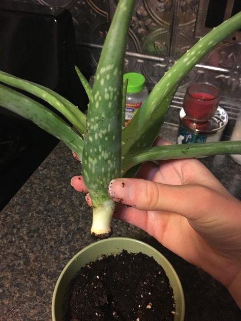 Rooting Aloe Vera Plants, Life Restart, How To Grow Aloe Vera Plant From A Leaf, How To Care For Aloe Vera Plant, Planting Ginger, How To Keep Aloe Vera Plant Alive, How To Transplant Aloe Vera Plant, How To Take Care Of An Aloe Vera Plant, Separating Aloe Vera Plant