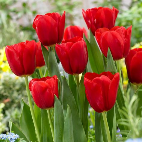 Tulips Gladiolus Bulbs, Flowers For Sale, Mother Love, Red Blossoms, Tulips Garden, Flower Spike, Spring Bulbs, Red Tulips, Garden Care