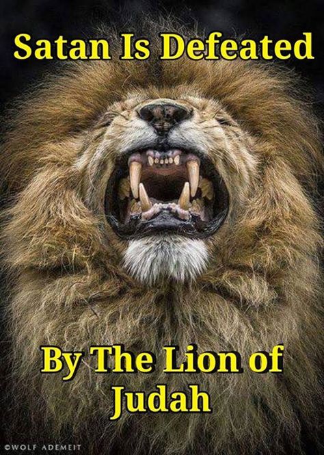 My God is the Lion of Judah Lion God, The Lion Of Judah, Lion Of Judah Jesus, Woord Van God, Lion Quotes, Tribe Of Judah, About God, Moral Stories, Lion Of Judah