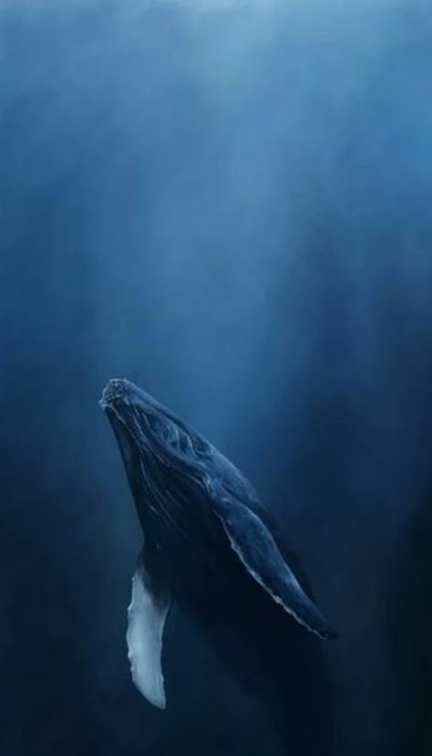 Fauna Marina, Whale Art, Beautiful Sea Creatures, Ocean Wallpaper, Humpback Whale, Blue Whale, Ocean Creatures, Marine Animals, Ocean Animals