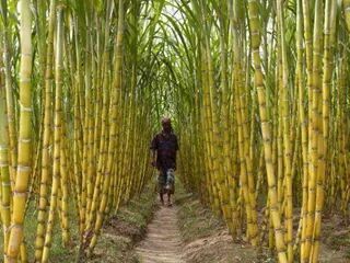 *Bob Marley* Jamaica, his cradle, his home island, his yard, and the birthplace of reggae.    Cane. More fantastic pictures and videos of *Bob Marley* on: https://de.pinterest.com/ReggaeHeart/ Sugarcane Farm, Sugarcane Field, Sugar Cane Plant, Character Moodboard, Farming Ideas, House Colour, Lifestyle Workout, Fitness Healthy Lifestyle, Fields Photography