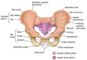 Bony pelvis structure, types, organs, Differences between male & female pelvis Female Pelvic Bone, Female Pelvis Anatomy, Female Pelvis, Female Reproductive Anatomy, Pelvis Anatomy, Sigmoid Colon, Pelvic Bone, Intervertebral Disc, Anatomy Bones