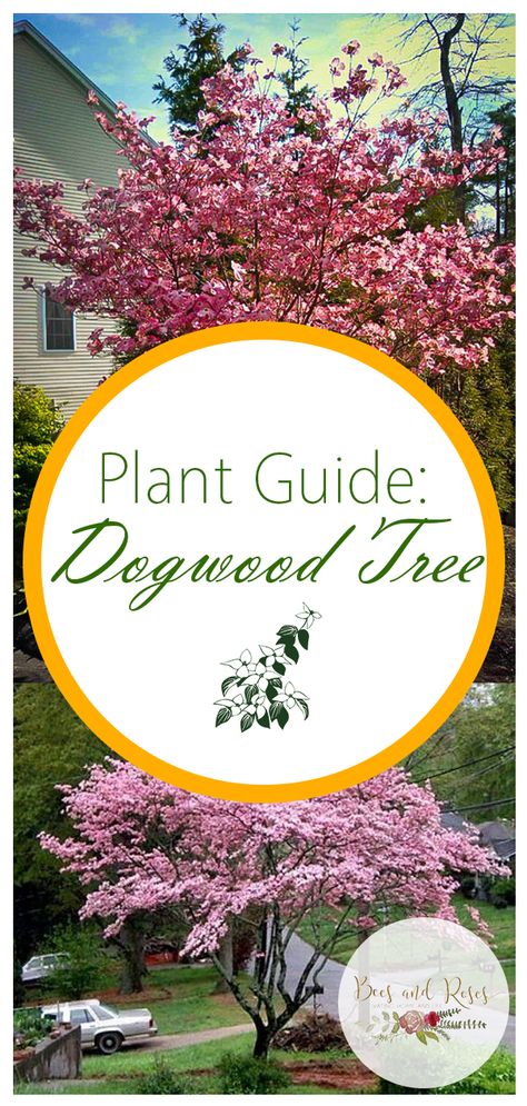 #gardenideas #gardening #gardeningideas#trees#dogwoodtree How To Plant A Dogwood Tree, Pink Flowering Dogwood Tree, Planting Dogwood Trees, Dogwood Landscape Ideas, Red Dogwood Tree, Dogwood Trees In Landscaping, Dogwood Tree Landscaping, Flowering Dogwood Tree, Roses Growing