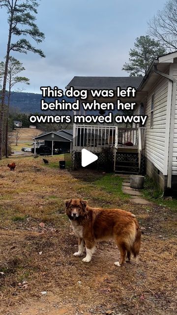 Dogs Saving People, Dogs Talking, Funny Talking Dog, Dog Rescue Stories, Animal Rescue Stories, Dog Stories, Dog Rescue, Two Dogs, Sweet Dogs