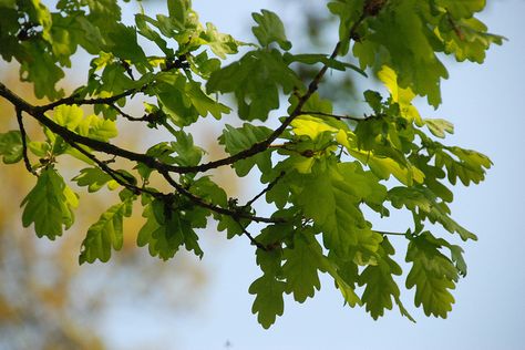 Oak tree leaves, Courson-Monteloup France by p'titesmith12, via Flickr Tree Branches With Leaves, Bur Oak Tree, Tree Reference, Oak Tree Leaves, Oak Branch, Branch With Leaves, Branch Leaves, Color Pencil Illustration, English Projects