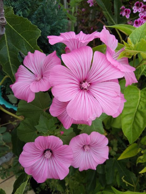 annual mallow flower Mallow Flower, Seed Pack, My Flower, Flower Garden, Seeds, Tattoos, Flowers, Green, Silver