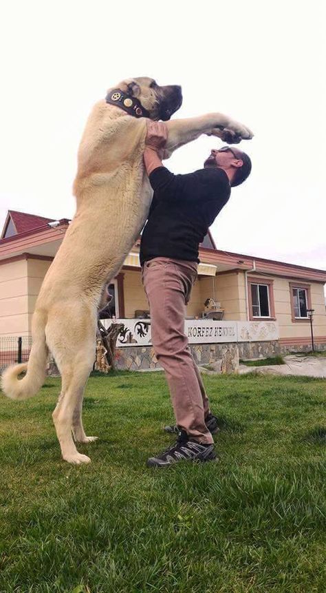 Alabai Dog, Kangal Dog, Giant Dog Breeds, Big Dog Breeds, Scary Dogs, Huge Dogs, Giant Dogs, Funny Animal Photos, Large Dog Breeds