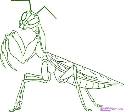 How to Draw a Praying Mantis, Step by Step, Bugs, Animals, FREE Online Drawing Tutorial, Added by Dawn, December 19, 2008, 3:25:46 pm Funky Crafts, Mantis Tattoo, Bugs Drawing, Insect Illustration, Cottage Journal, Asian Painting, Praying Mantis, Basic Drawing, White Images