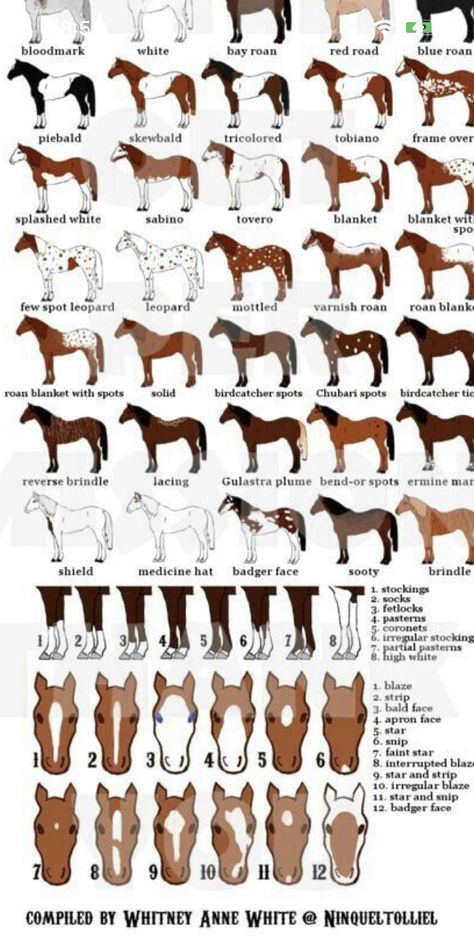 Paint Horse Breed, Animal Genetics, Horse Color Chart, Horse Colours, Funny Horse Videos, Horse Markings, Horse Coat Colors, Fire Icons, Horse Info