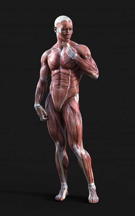 3d render of male figures pose with musc... | Premium Photo #Freepik #photo #medical #fitness #gym #science Healthy Habits Journal, Random Facts Interesting, Habits Journal, Human Muscle Anatomy, Diet Journal, Muscle Structure, Anatomy Sculpture, Easy Drawing Steps, Human Anatomy Drawing