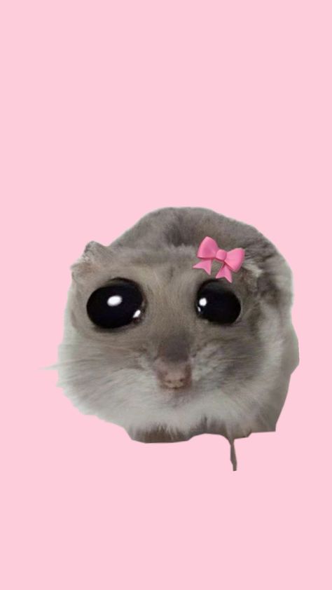 a Little cute hamster Im Just A Girl, A Hamster, I'm Just A Girl, Song Playlist, Just A Girl, A Girl, Cute Wallpapers, Memes