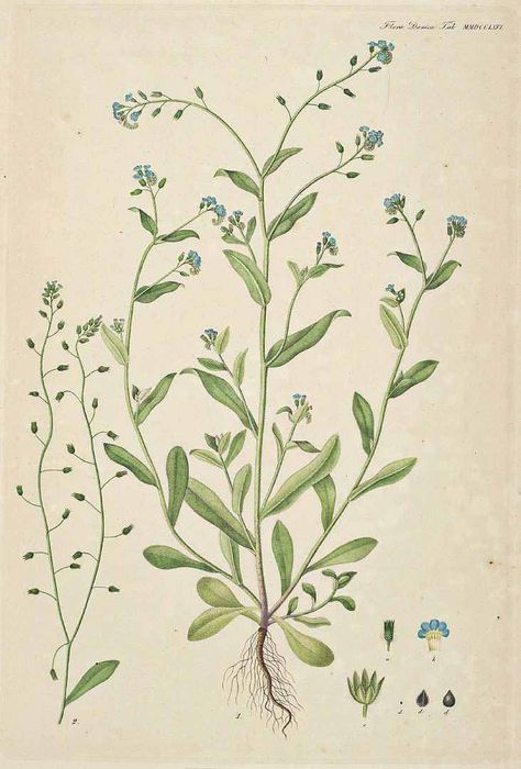 110695 Myosotis arvensis (L.) Hill / Flora Danica [G.C. Oeder et al], fasicle 47, t. 2766 (1761-1883) Flora Danica, Vintage Illustration Art, Botanical Illustration Vintage, Botanical Illustrations, Forget Me Nots, Plant Drawing, Scientific Illustration, Plant Illustration, Botanical Drawings