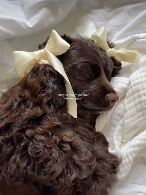 Cute Brown Puppy, Aesthetic Puppies, Brown Puppy, Cute Small Dogs, Dog Mommy, Very Cute Puppies, Cute Animals Puppies, Very Cute Dogs, Cute Little Puppies