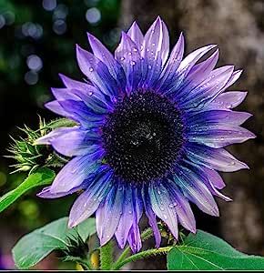 Flower Garden Decorations, Flower Garden Plans, Growing Sunflowers, Orange Sunflowers, Pink Sunflowers, Sunflowers And Daisies, Sunflower Pictures, Purple Garden, Unusual Flowers