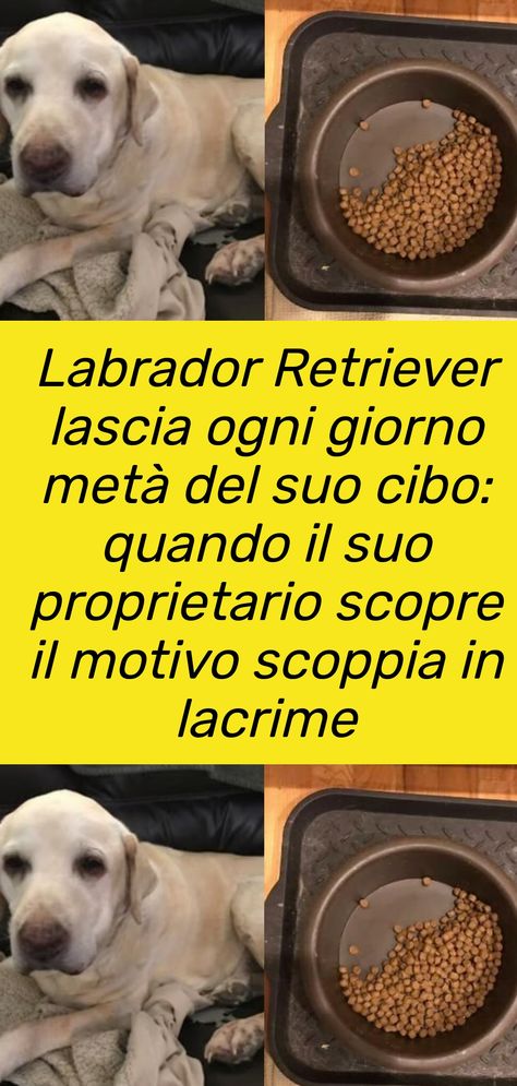 Un Labrador Retriever lascia ogni giorno metà del suo cibo a metà, e quando il suo proprietario scopre il motivo scoppia in lacrime #cani Jack Russell Terrier Puppies, Terrier Puppies, Russell Terrier, Jack Russell Terrier, Jack Russell, Labrador Retriever, Labrador, Puppies, Dogs