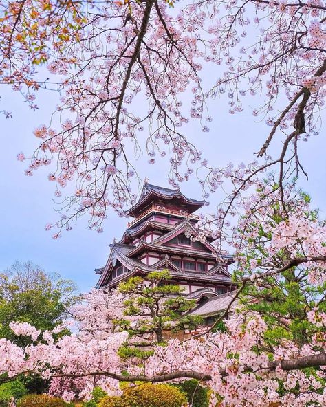 Cherry Blossom Japan Photography, Japan Temple Aesthetic, South Korea Cherry Blossoms, Soul South Korea, Korean Vision Board, Japan Sakura Cherry Blossoms, Kyoto Japan Aesthetic, Sakura Tokyo, Photo Japon